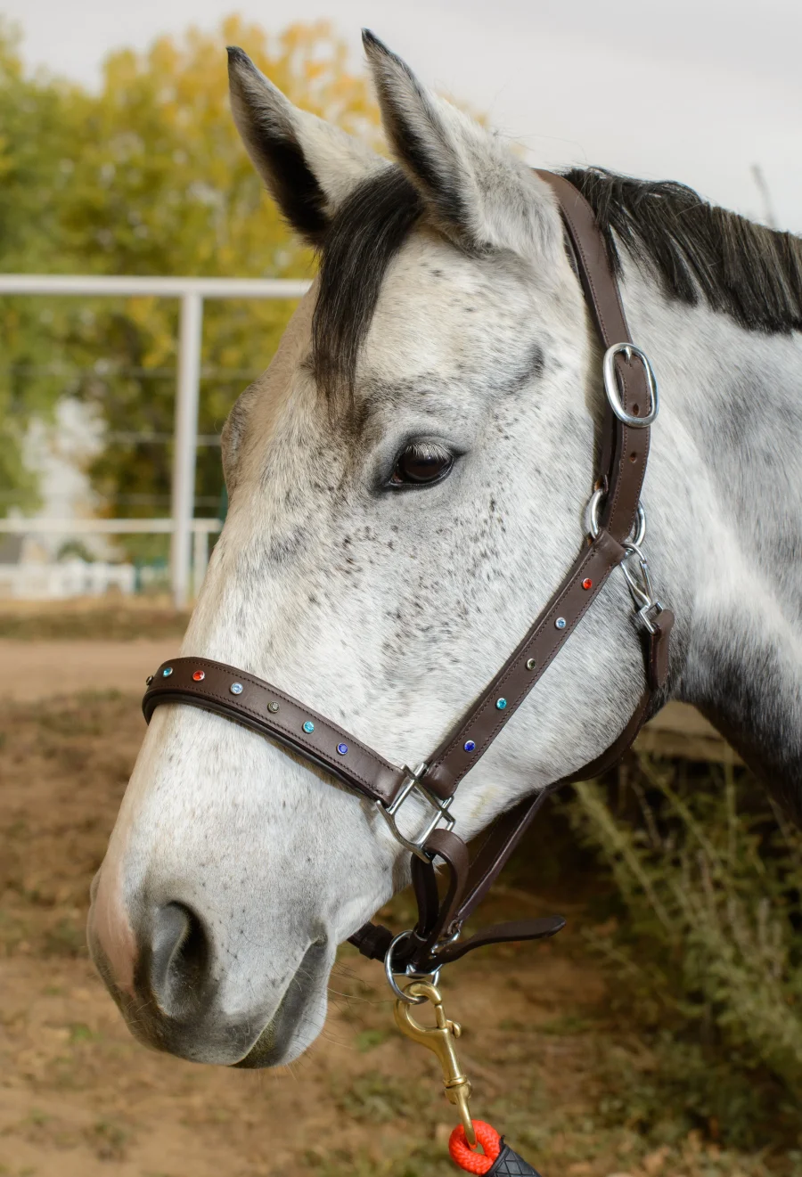 Saga Leather Halter with Dazzling Rhinestones