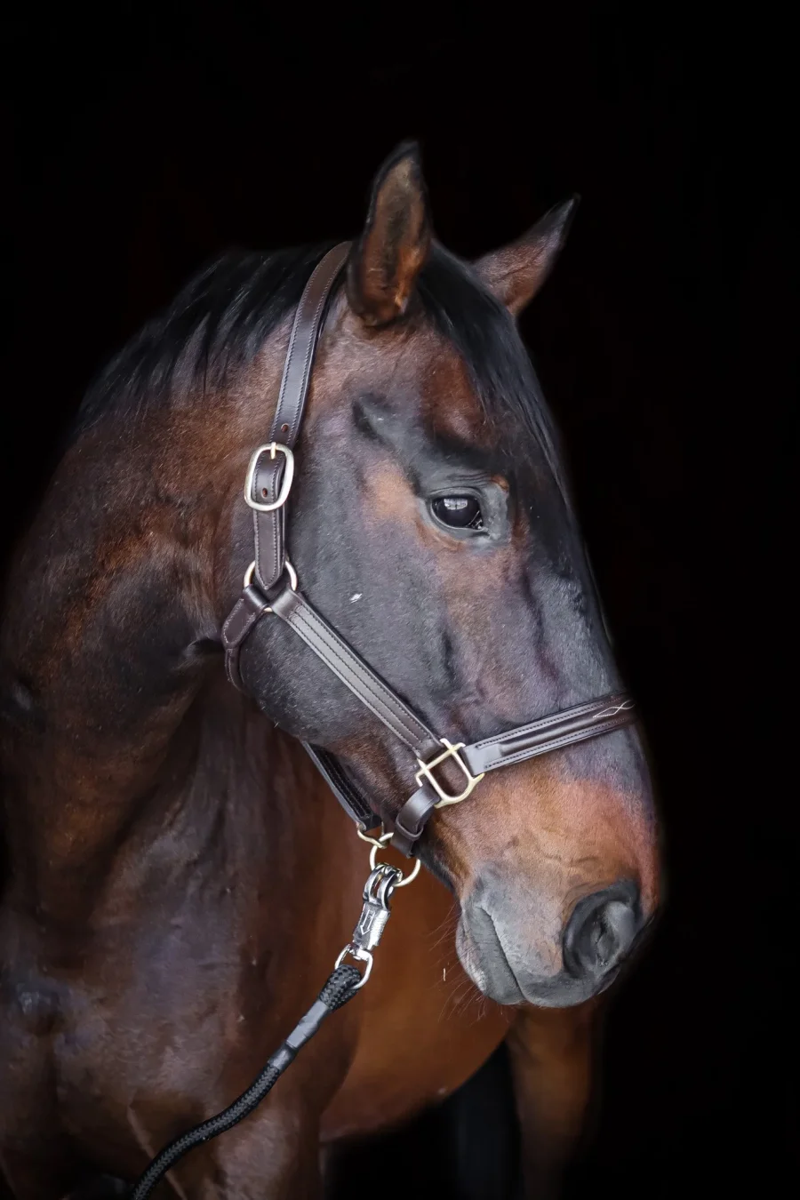 Asger Leather Halter