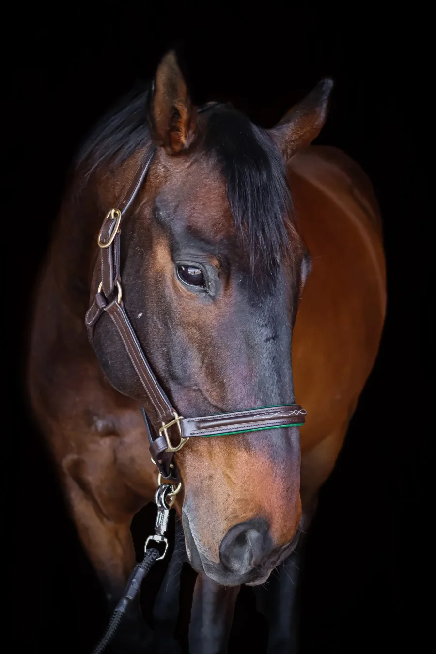 Juniper Leather Halter