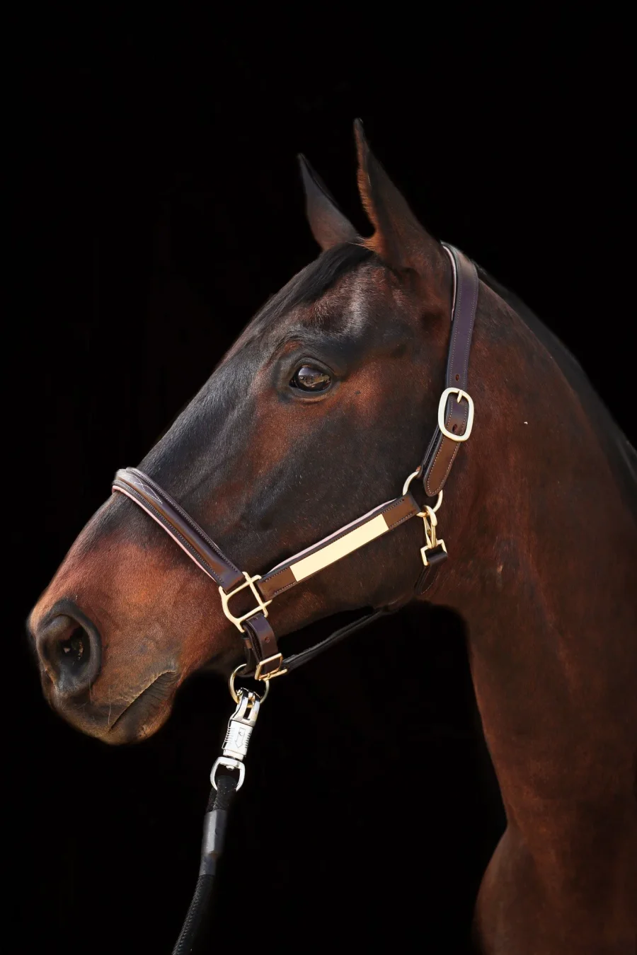 Aina Leather Halter with Nameplate and Rose Gold Accents