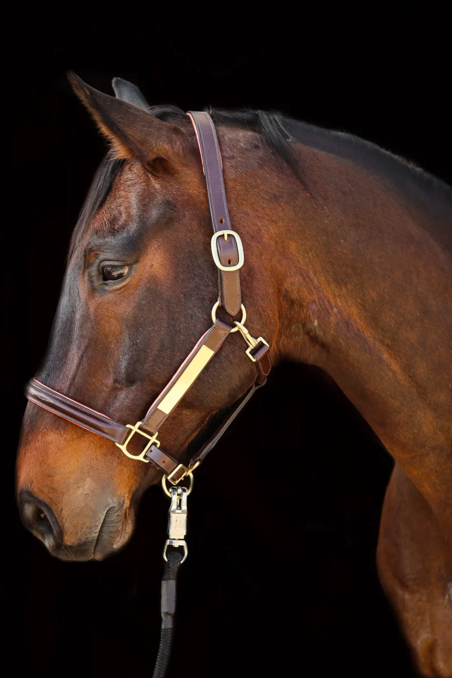 Aina Leather Halter with Nameplate and Rose Gold Accents