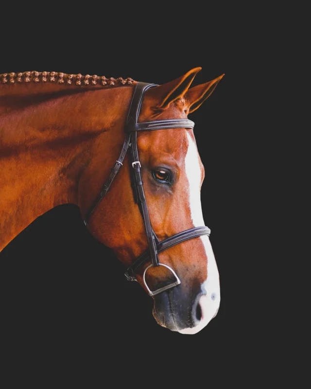 Jarl Hunter Bridle